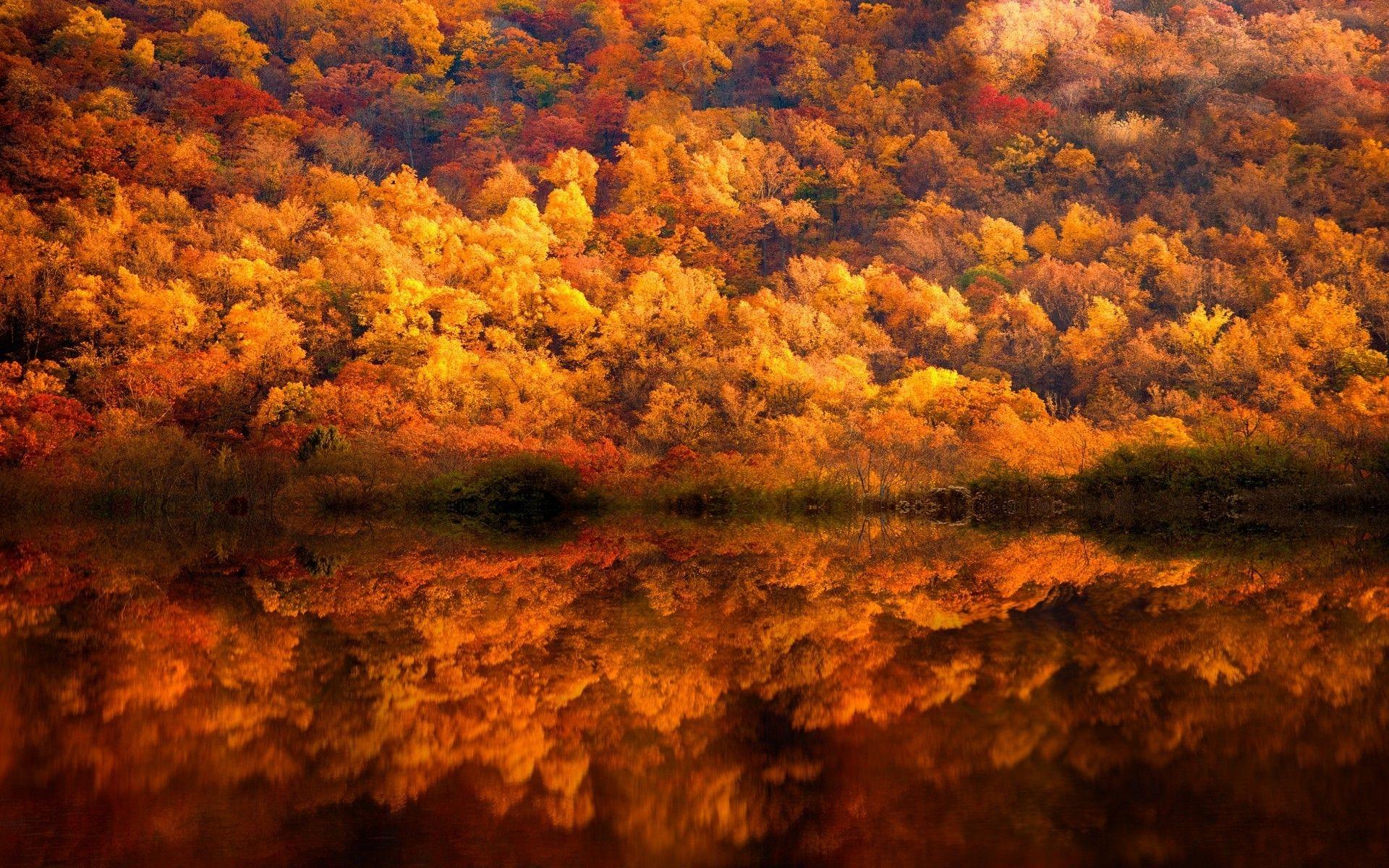 nature, Landscape, Fall, Forest, Lake, Reflection, Yellow, Amber