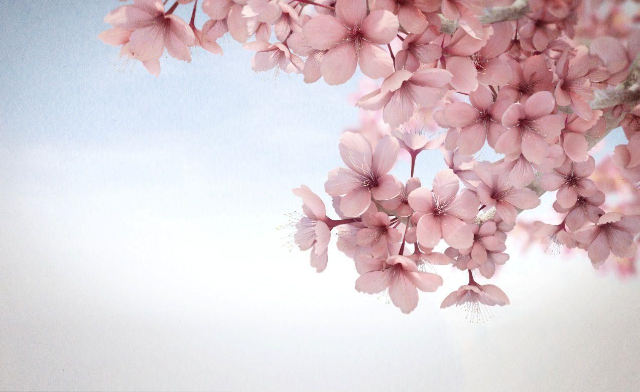 sakura flower HD wallpapers android