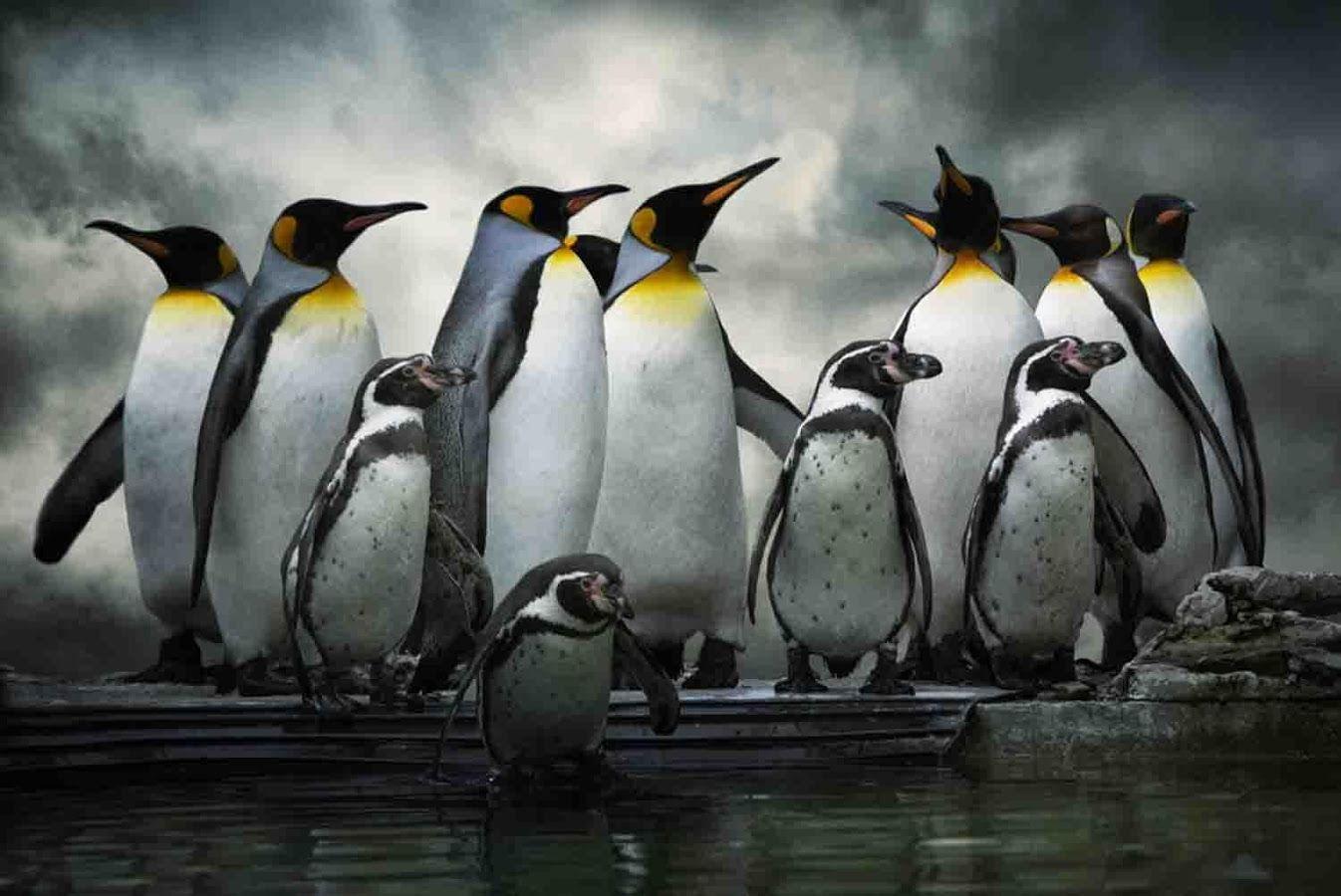 Penguin Wallpapers Free