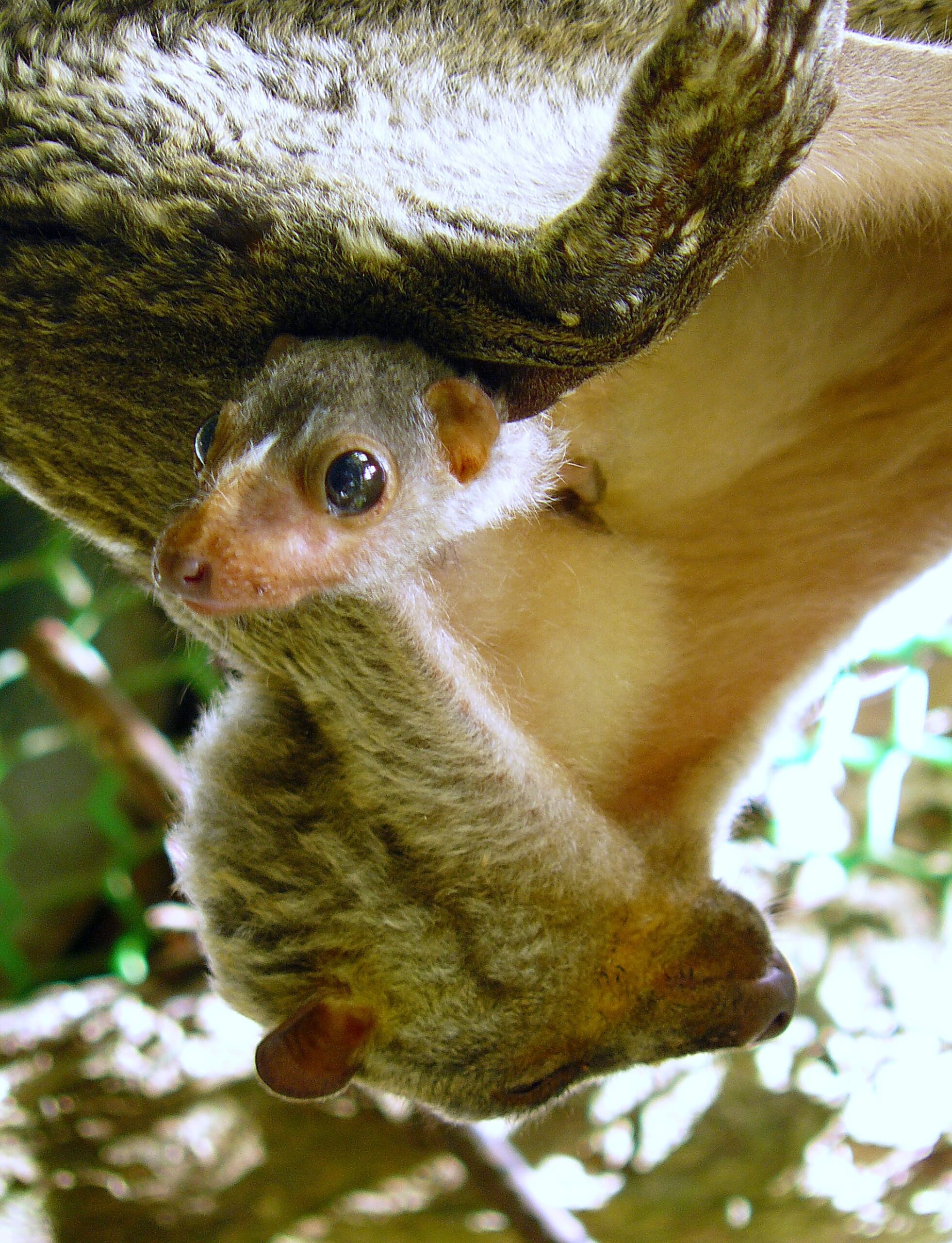 Colugo: Amazing Asian Flying Lemur • Lazer Horse