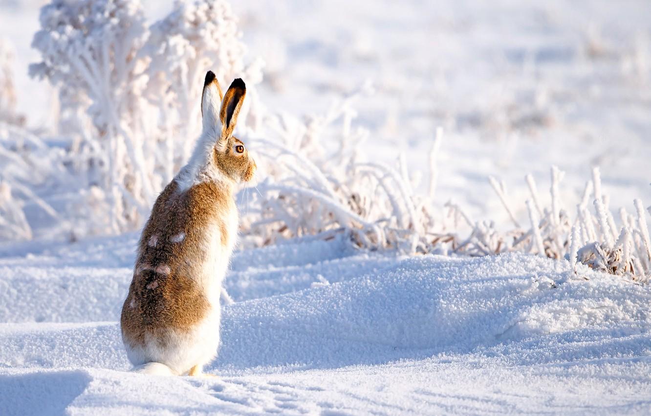 Wallpapers winter, snow, hare image for desktop, section