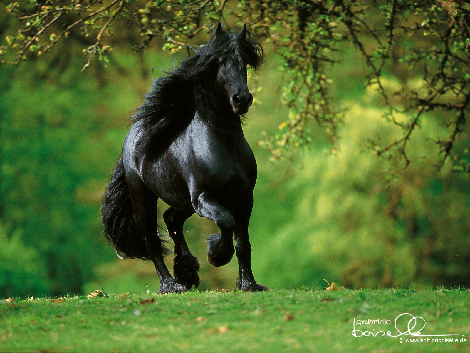 Horse Wallpapers