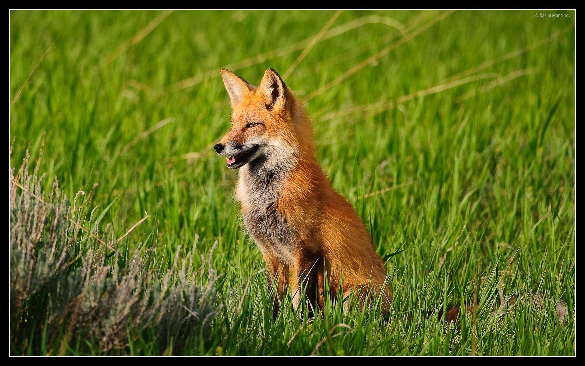 Animals For > Cute Red Fox Wallpapers