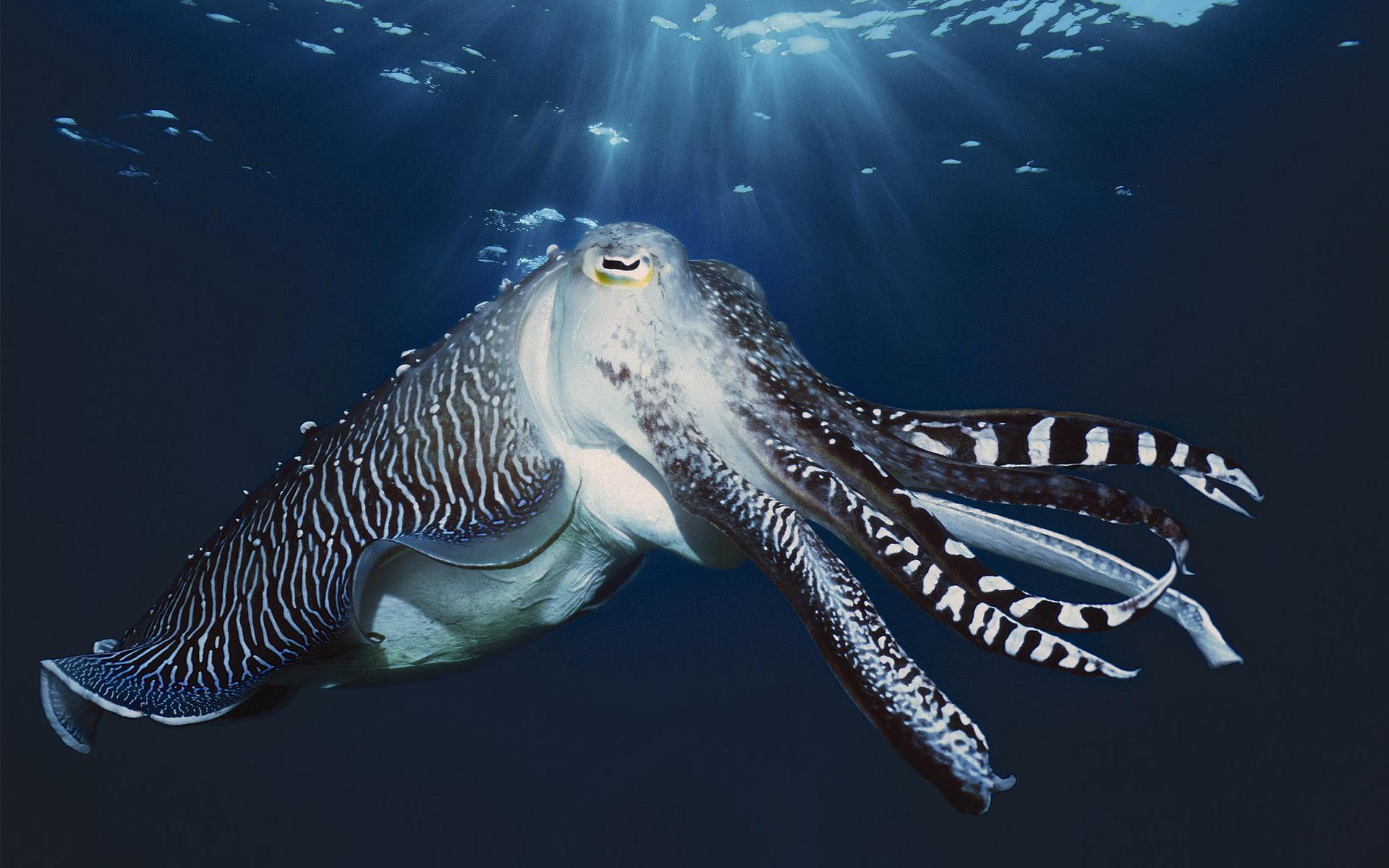 Cuttlefish HD Wallpapers