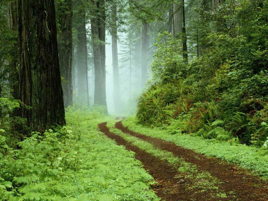 Forest Grassy Road Connecticut Wild 3d Wallpapers ~ Forest HD 16:9