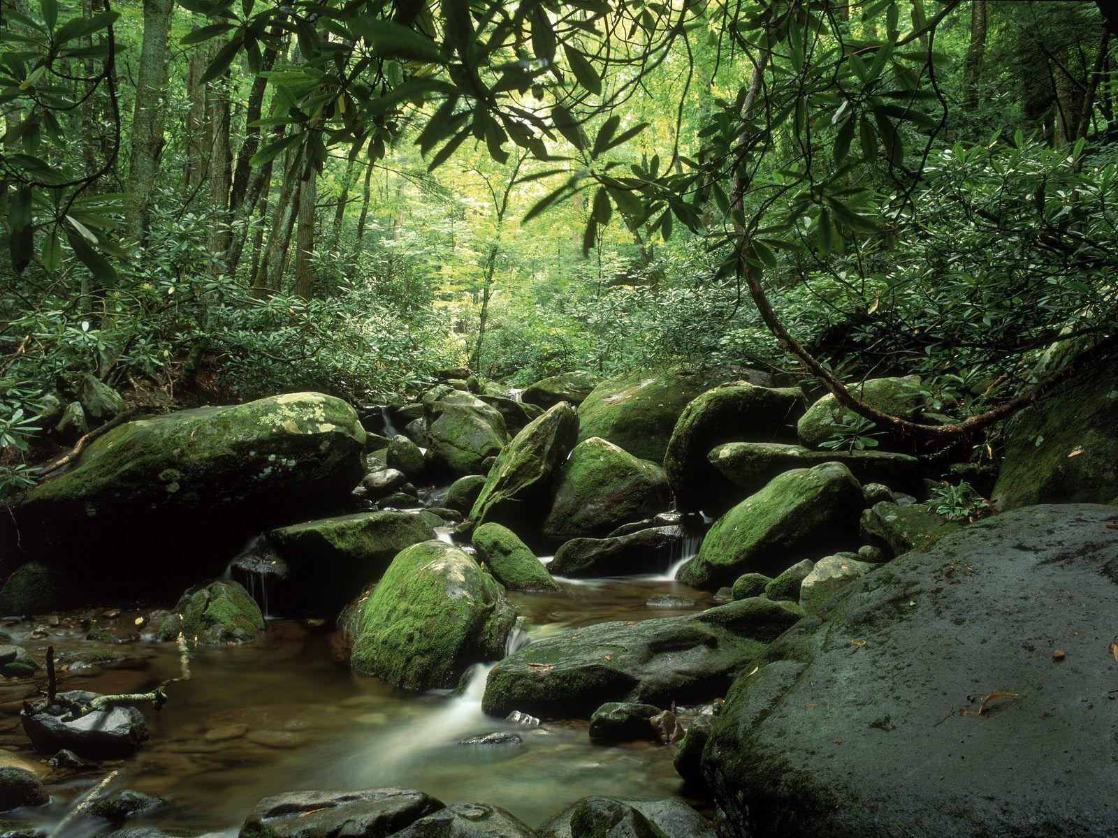 Roaring Fork In Summer Great Smoky Mountains National Park