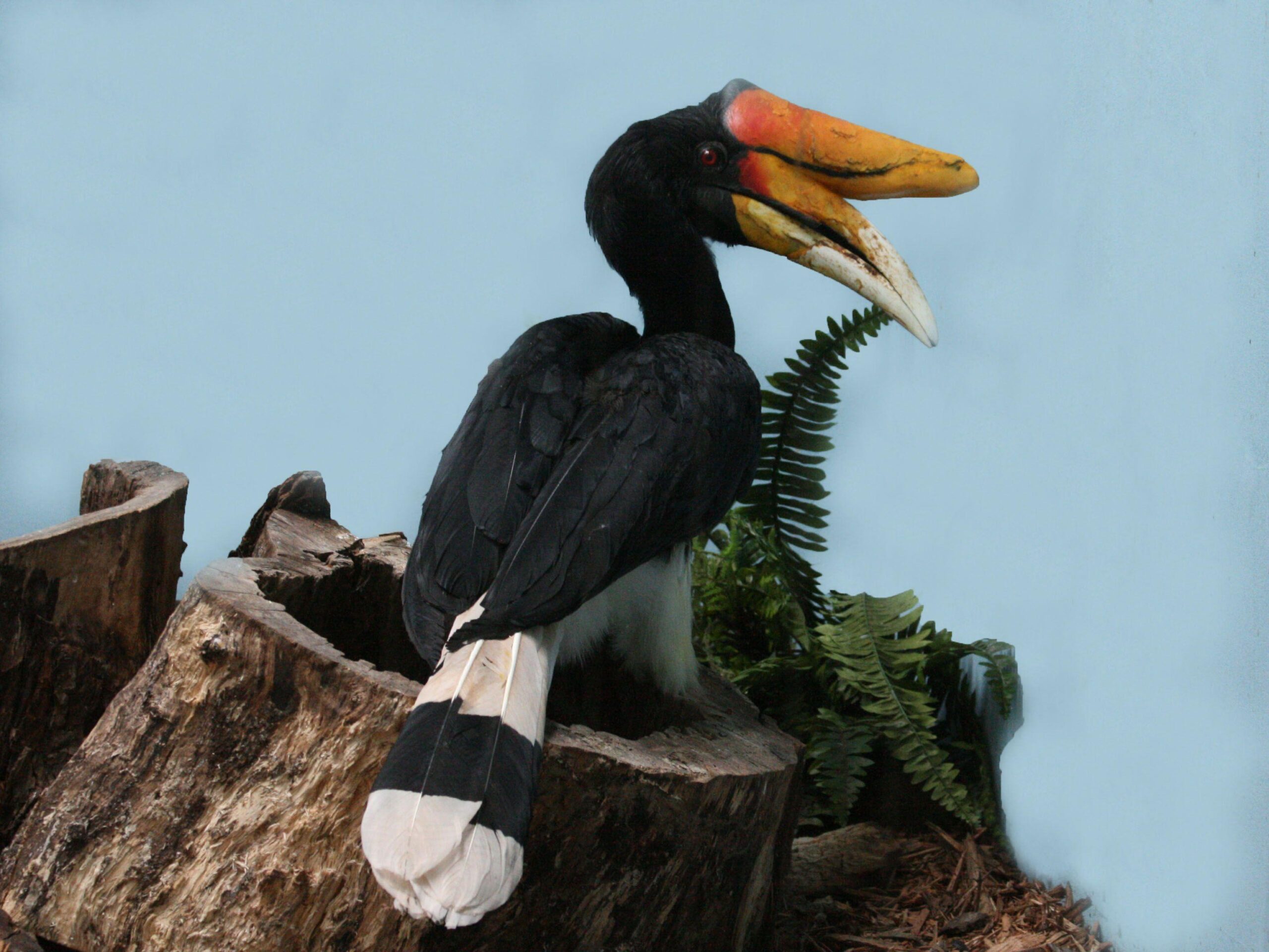 File:Rhinoceros Hornbill SMATC