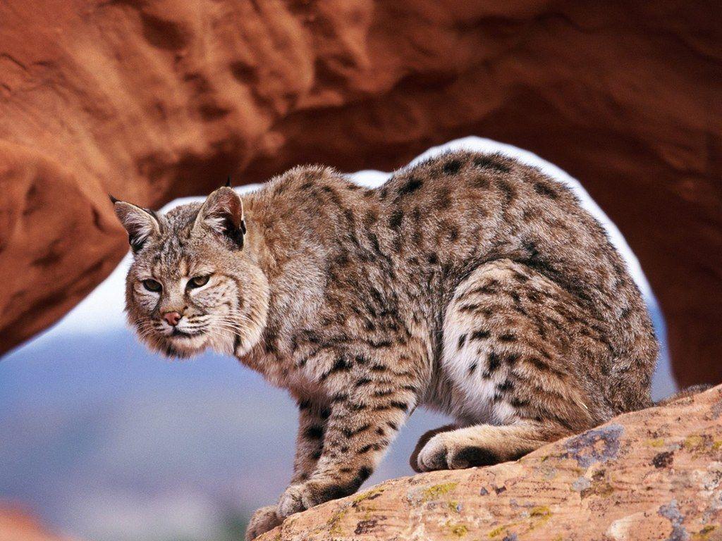 Bobcat Wallpapers Group with 27 items