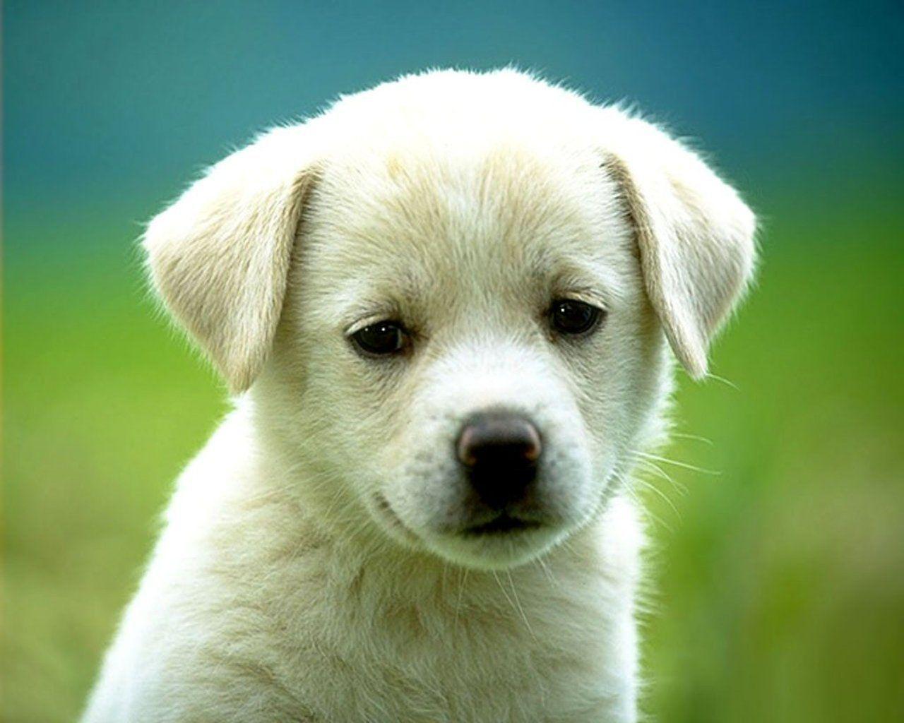 puppies wallpapers