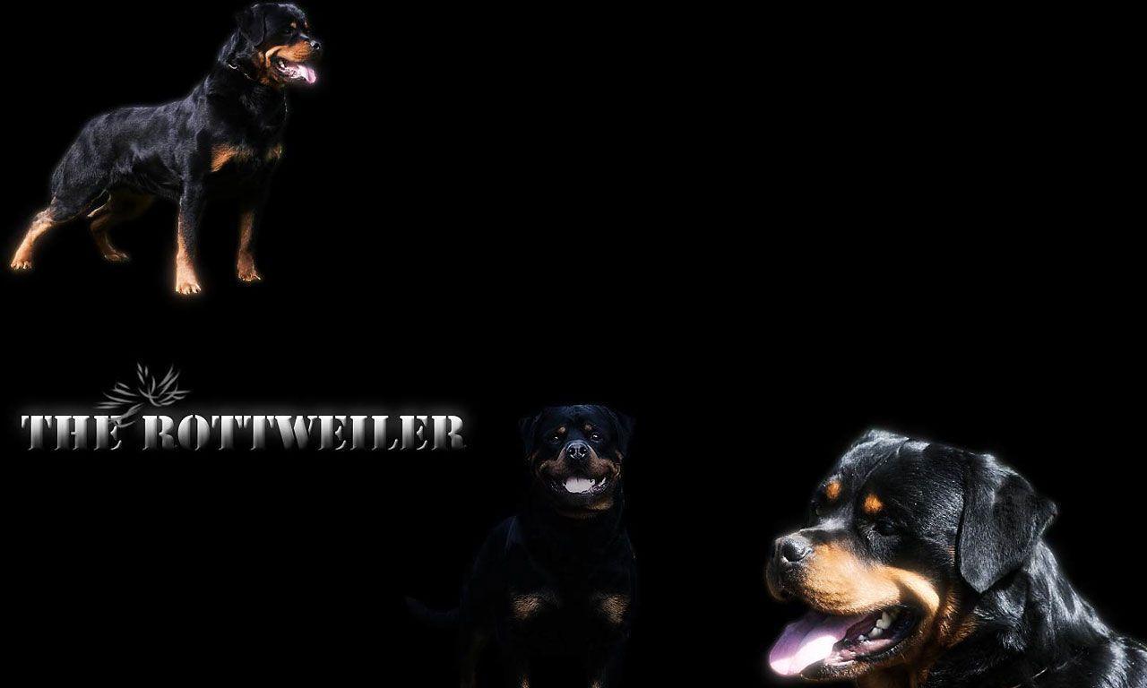 Widescreen wallpapers of rottweiler wallpapers