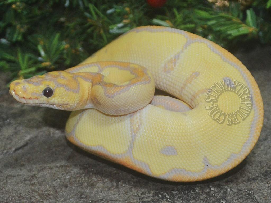 Introducing the 2018 Ball Python Holdbacks