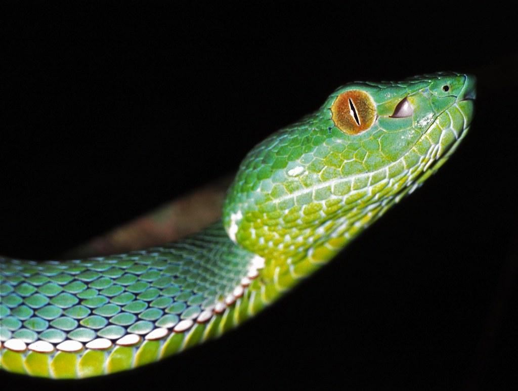 Vogel’s Pit Viper