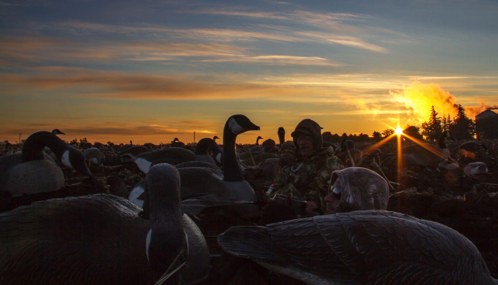 Goose Hunting Wallpapers