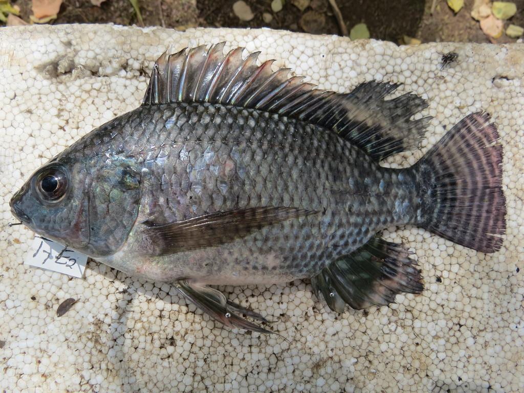 Nile Tilapia