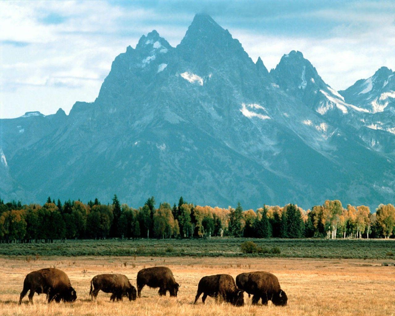 american bison wallpapers