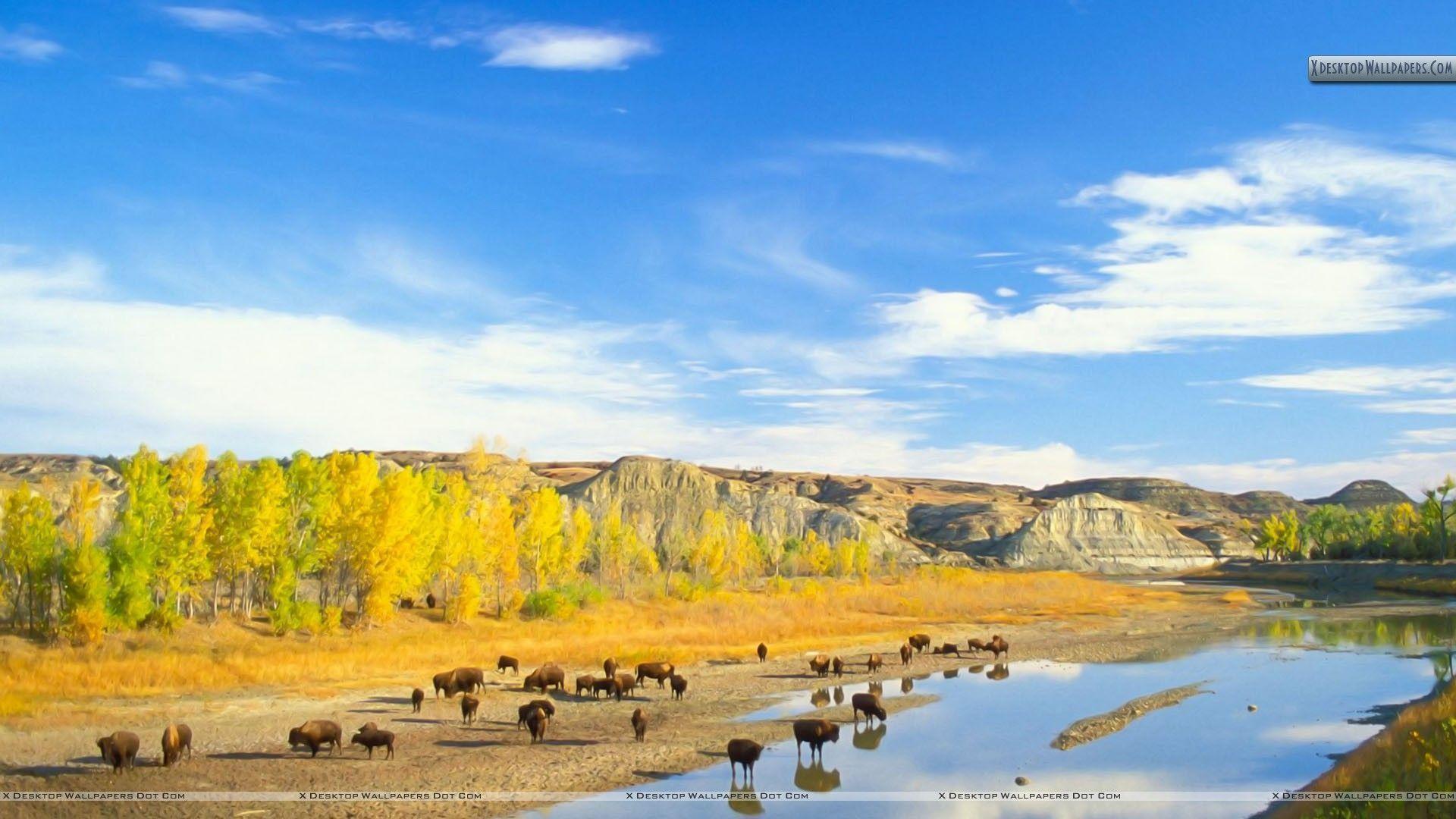 Bison Little Missouri River Theodore Roosevelt Wallpapers