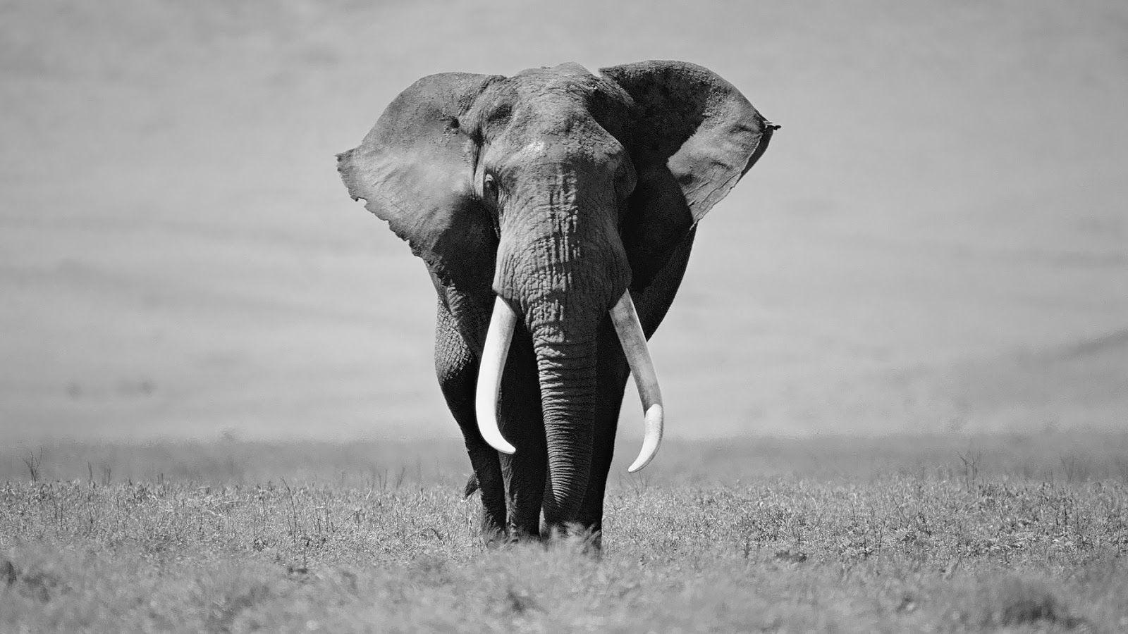 Animals For > Elephant Wallpapers Black And White