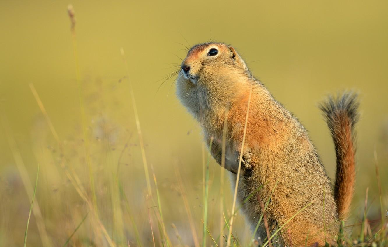 Wallpapers tail, gopher, stand, funny, American gopher image