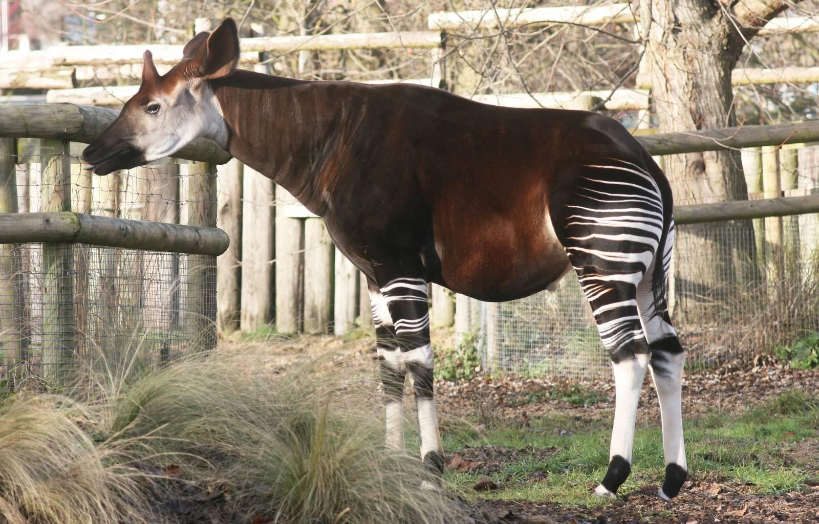 Okapi Wallpapers High Quality