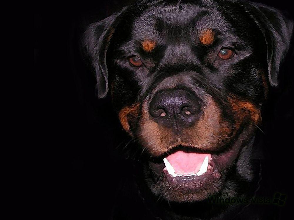 Image Calm rottweiler view Free Beautiful HD Desktop Wallpapers