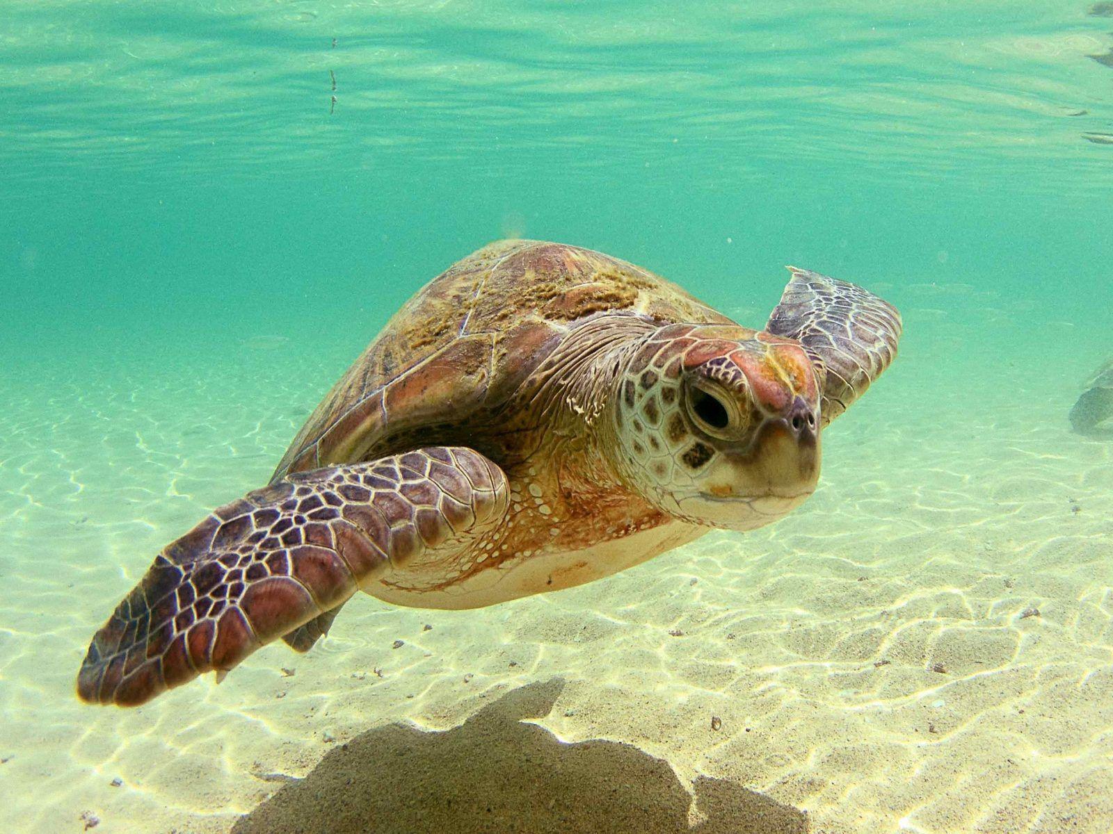 Download Sea Turtle Wallpapers 11274 High Resolution