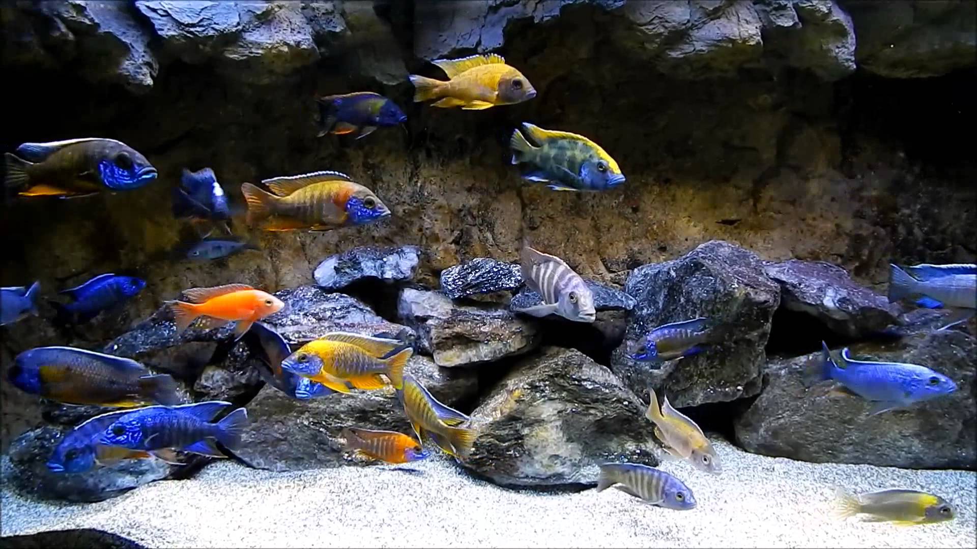 Lake Malawi Biotope