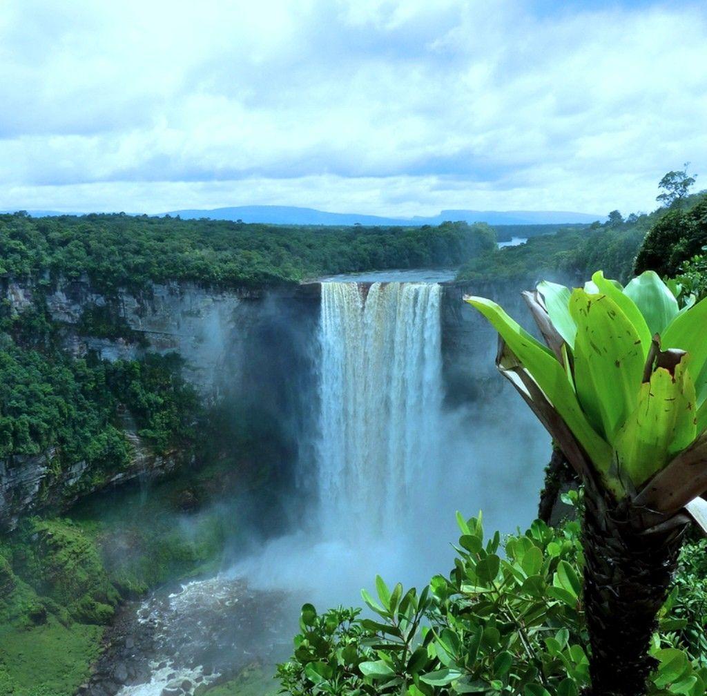 Guyana Tag wallpapers: Life New Forest Guyana Wallpapers For