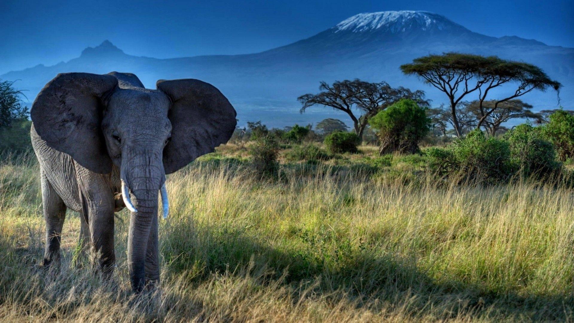 Elephant Dry Grass Trees Mount Kilimanjaro Hd Desktop Wallpapers