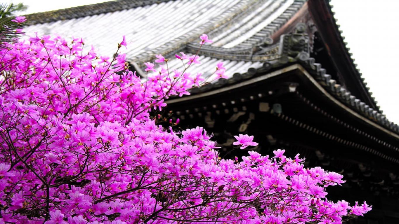 Sakura flower wallpapers hd with blossom tree