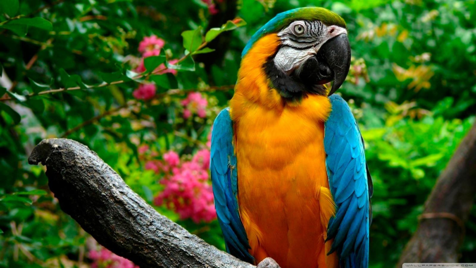 Parrots ❤ 4K HD Desktop Wallpapers for 4K Ultra HD TV • Tablet