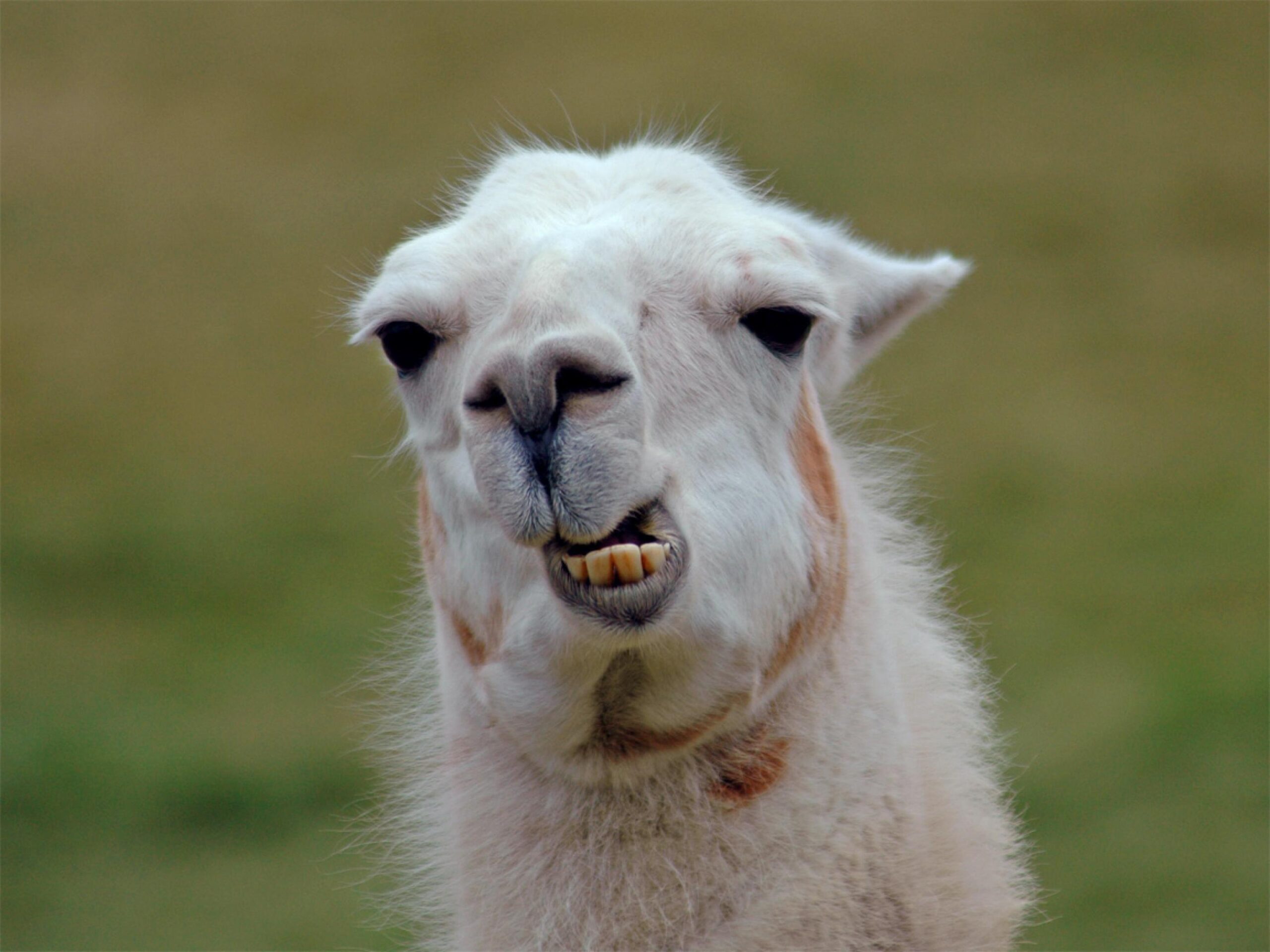 Llama Wallpapers PC