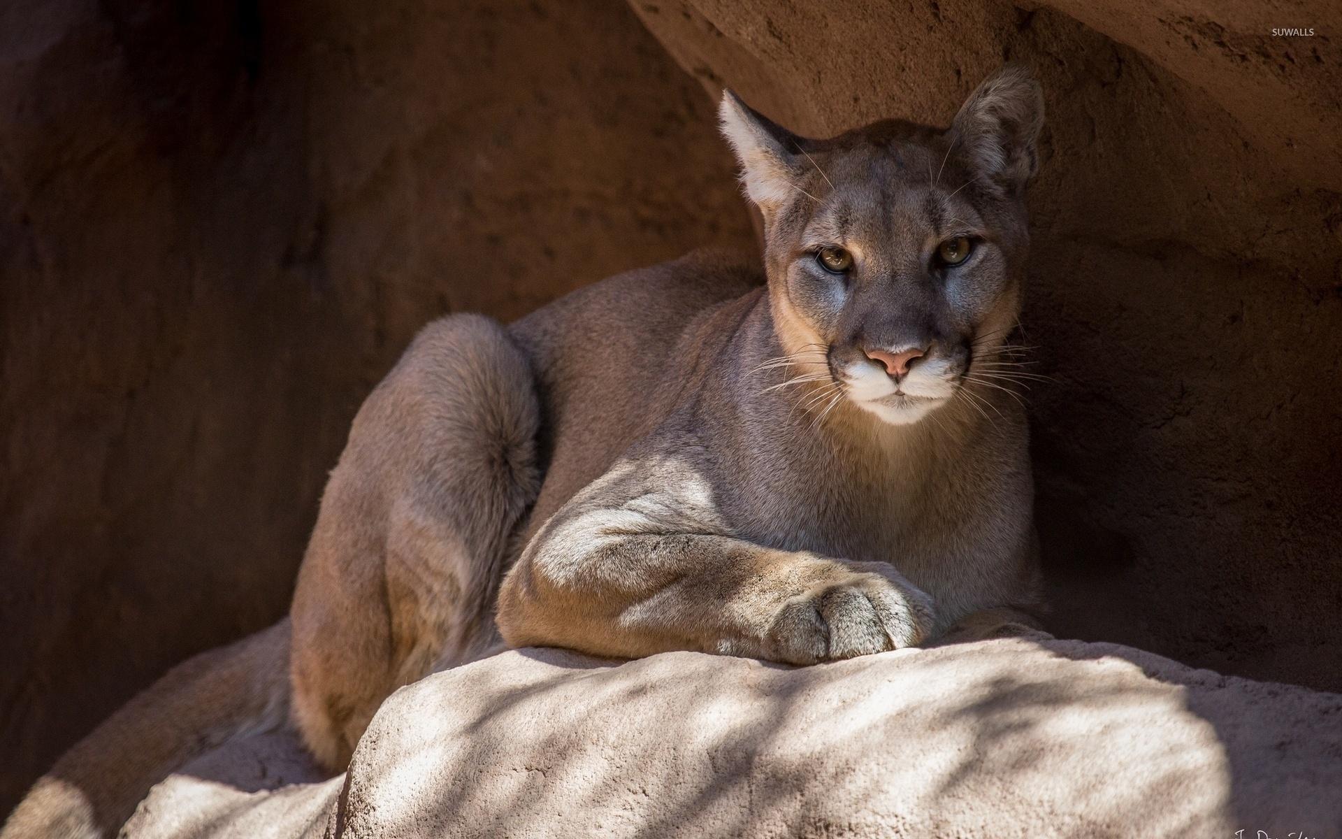 Cougar on a rock [2] wallpapers