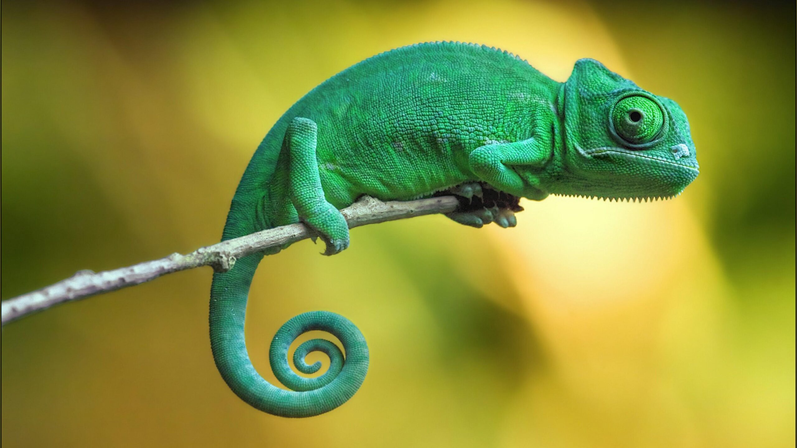 Wallpapers chameleon, 4k, Animals