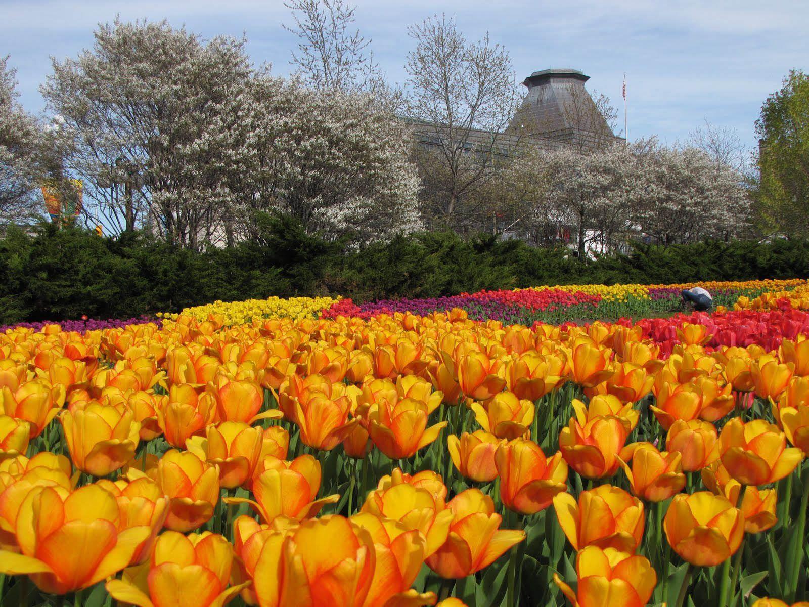 wallpaper: Ottawa Tulips