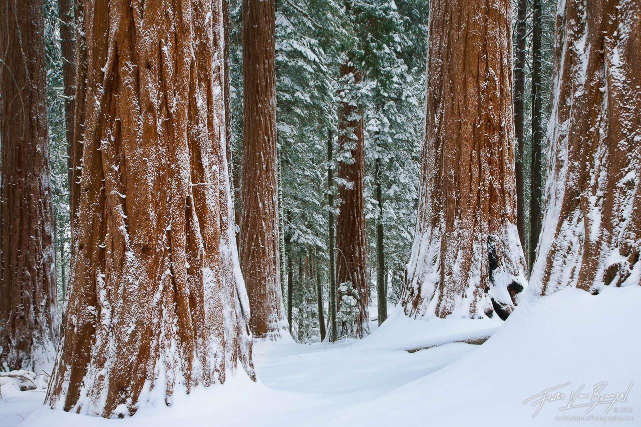 Winter Wonder Woods : King’s Canyon NP, CA : Art in Nature Photography