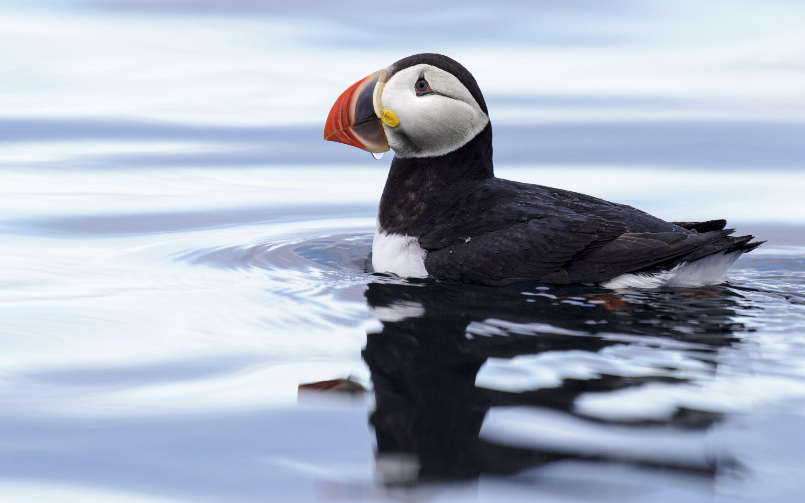 Download wallpaper: Puffin in Svalbard