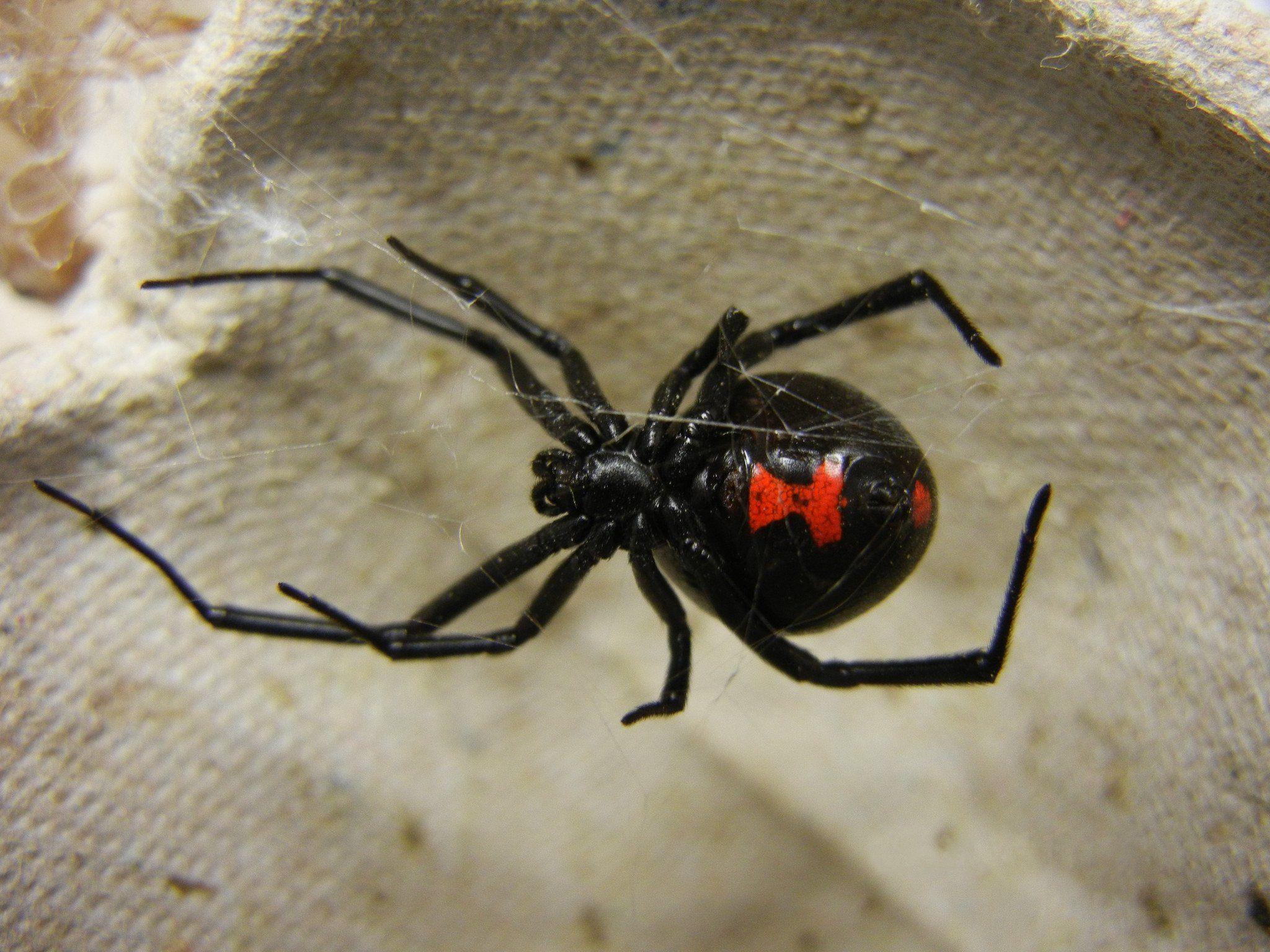 There Is A Reason They Are Called Black Widows