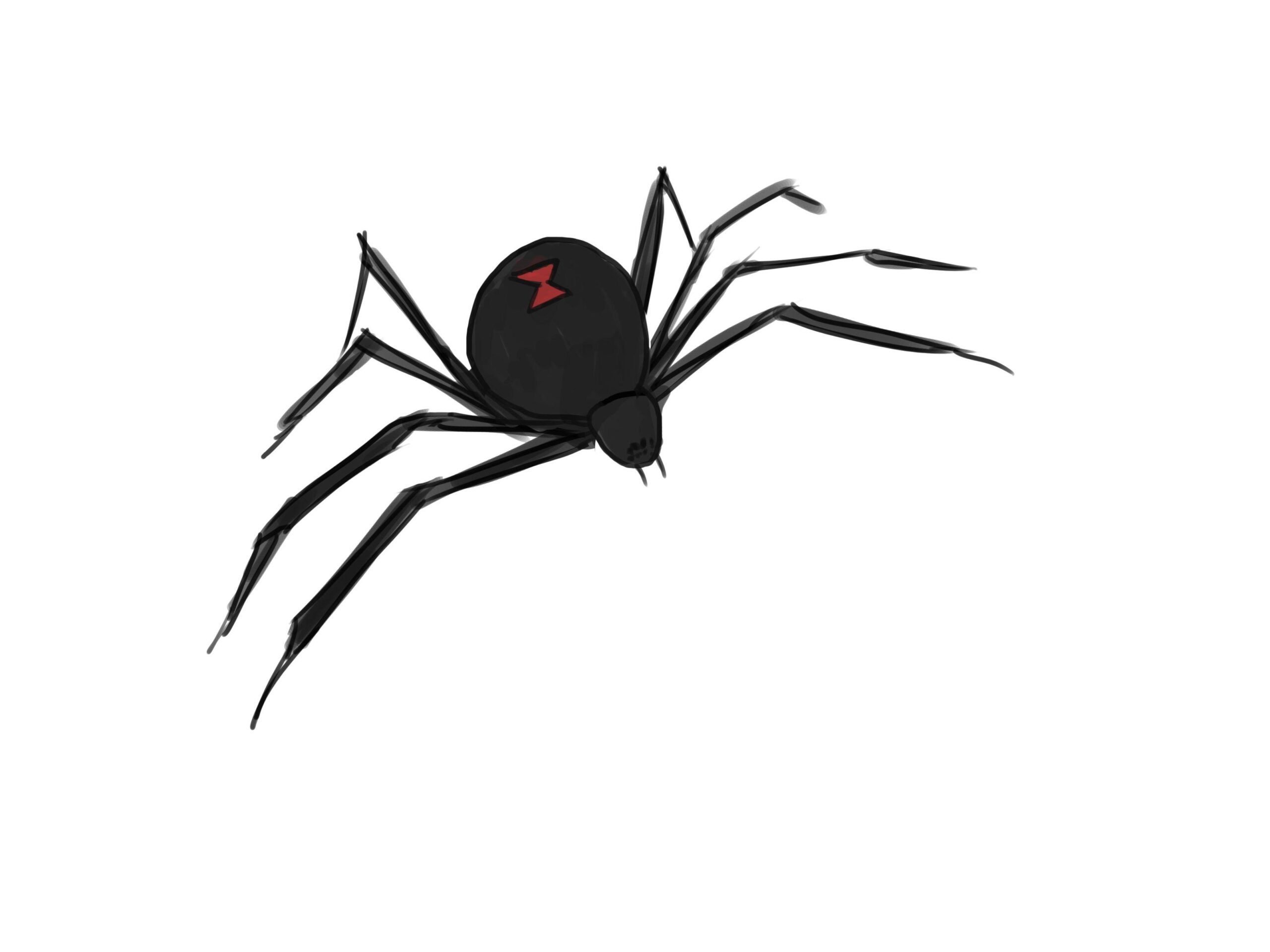 5 Ways to Draw a Spider