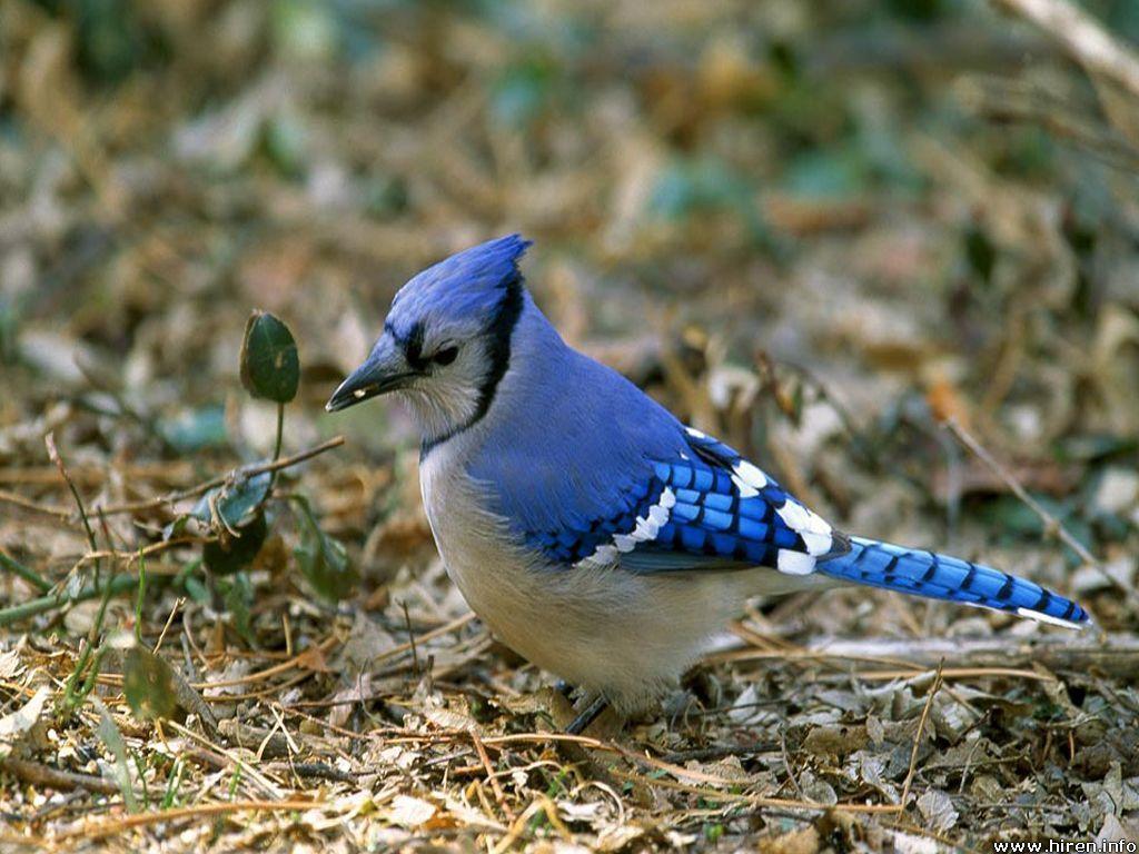 Image For > Blue Jay Bird Wallpapers