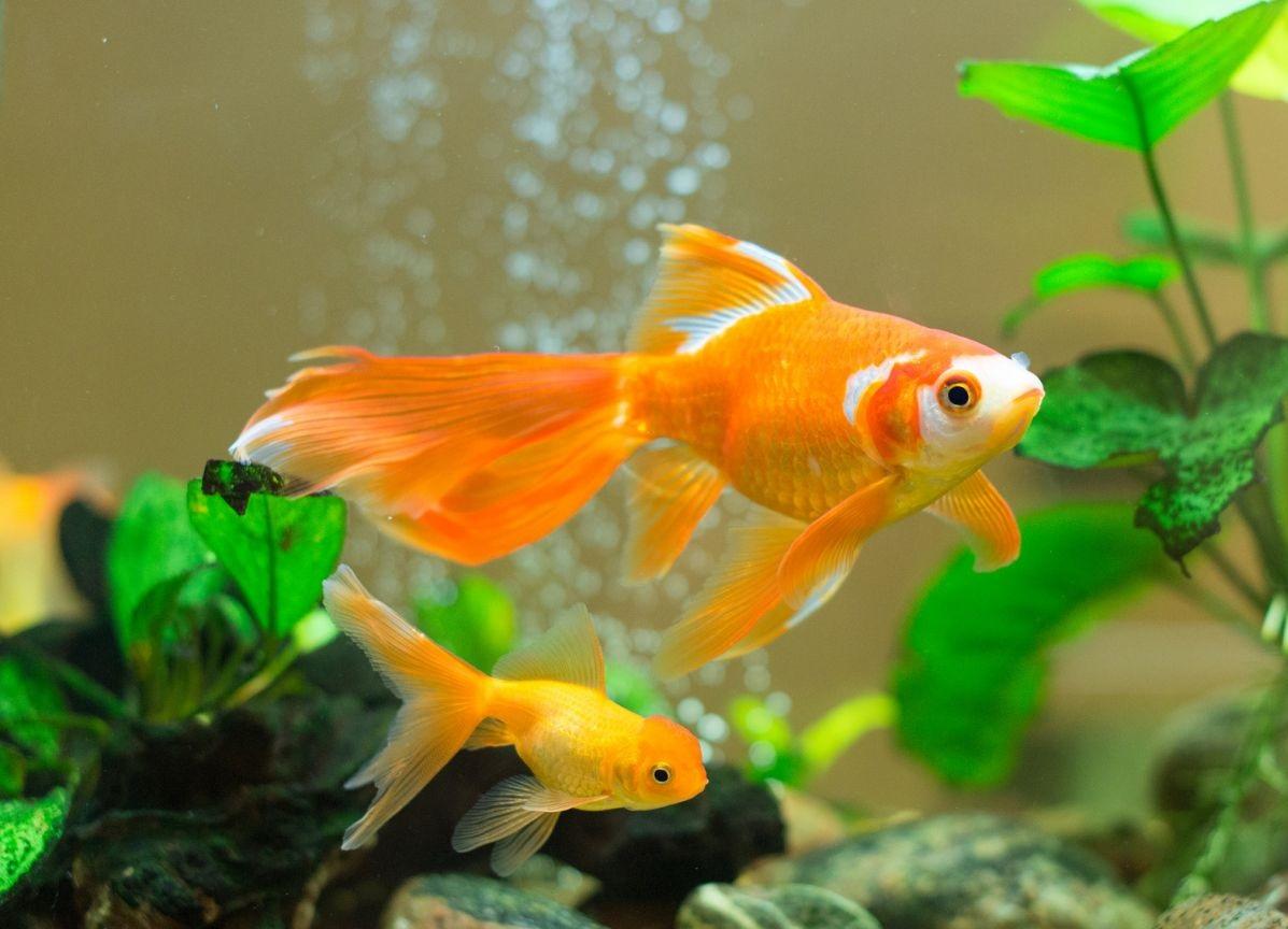 Goldfish Image Backgrounds HD Wallpapers