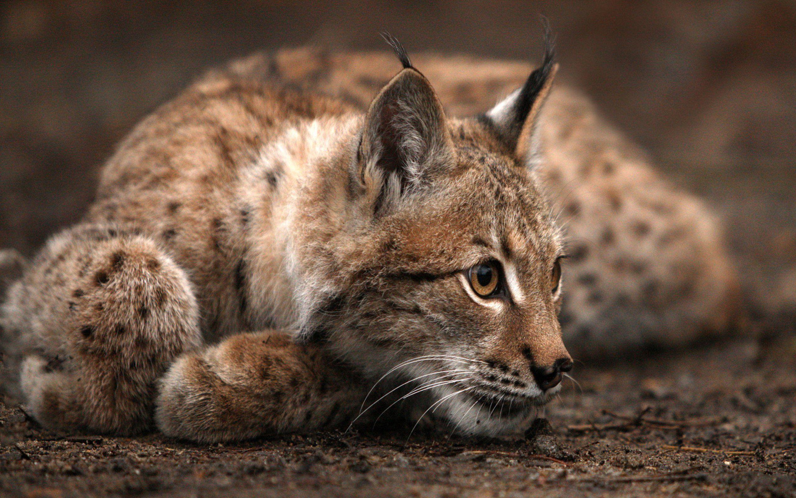 Bobcat Wallpapers Download Free