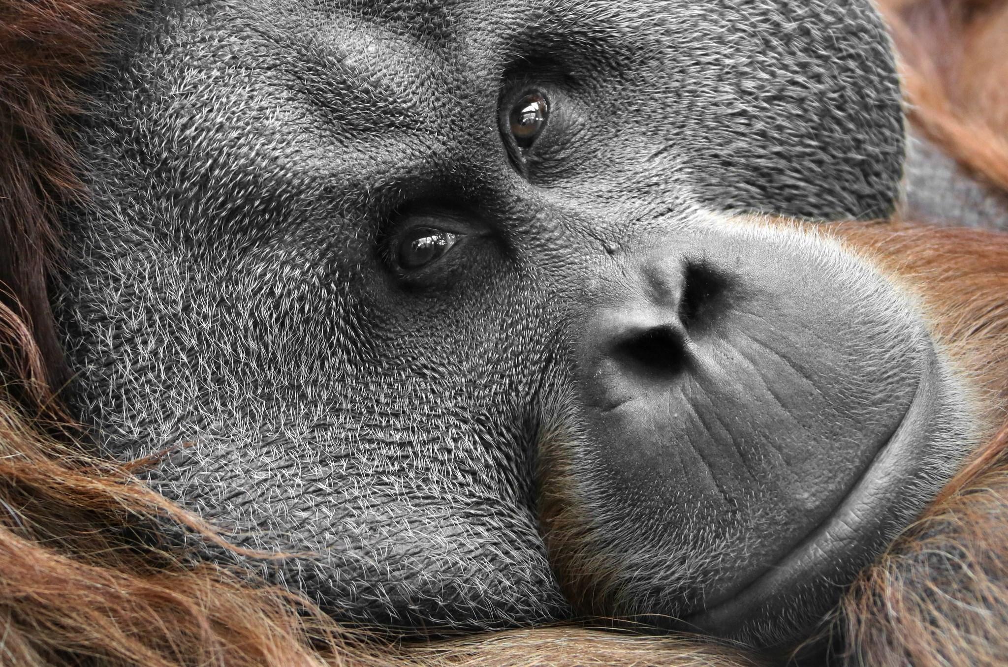 Orangutan Wallpapers Image Group