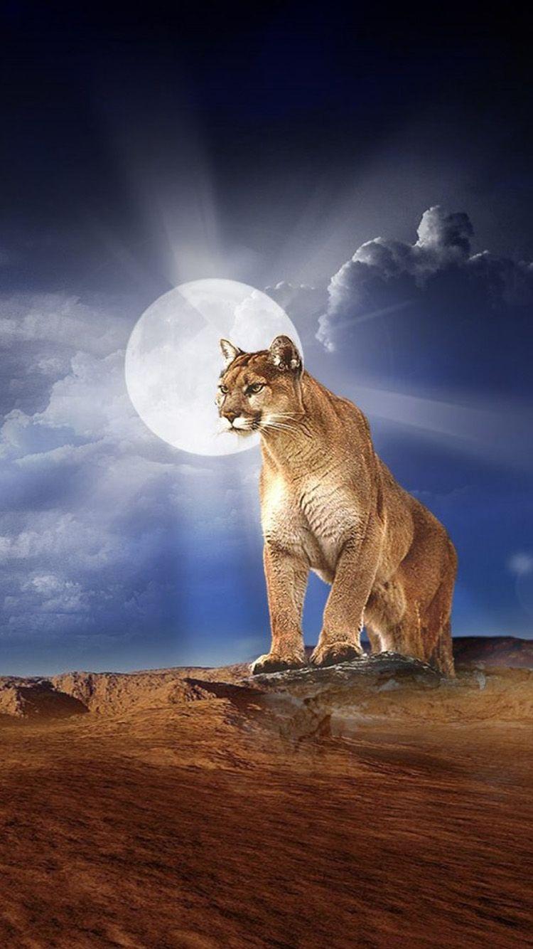 Mountain Lion HD Wallpapers