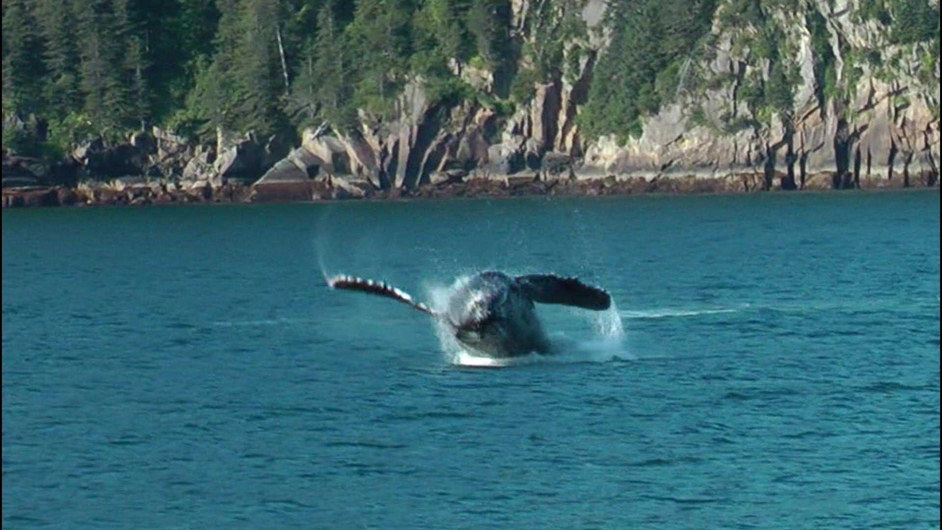 Kenai Fjords National Park