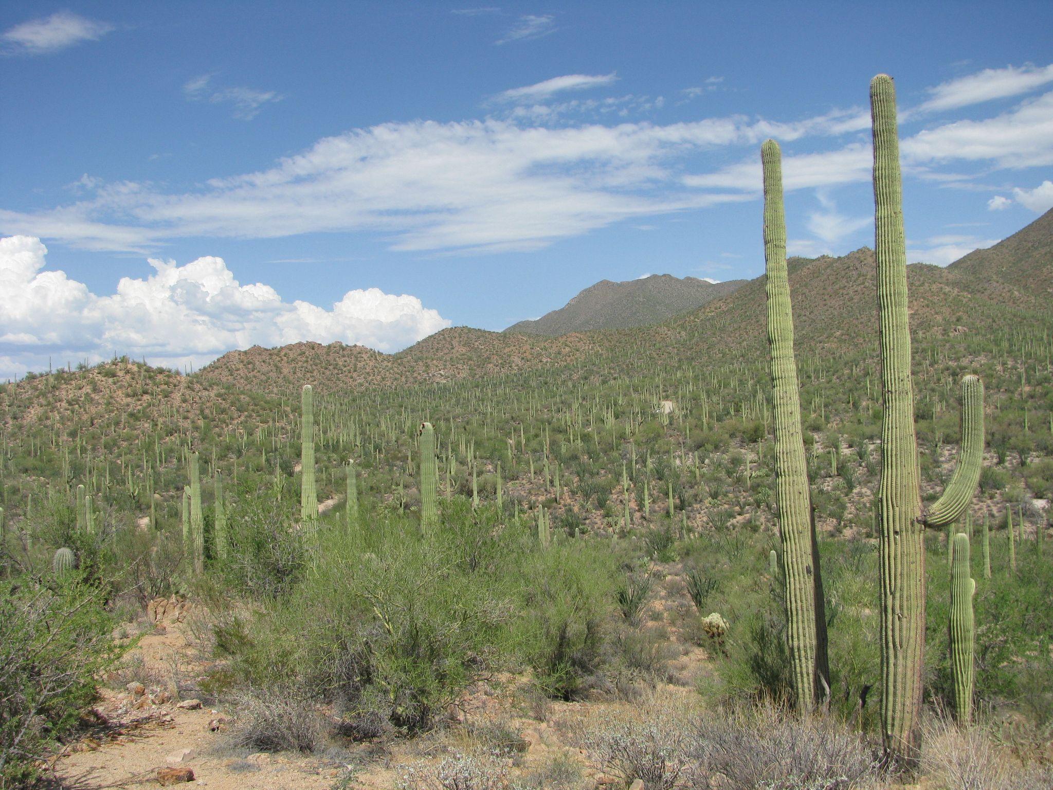 File:Saguaro National Park