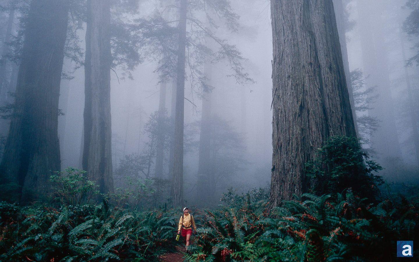 41+ Sequoia National Park Wallpapers, Top Ranked Sequoia National