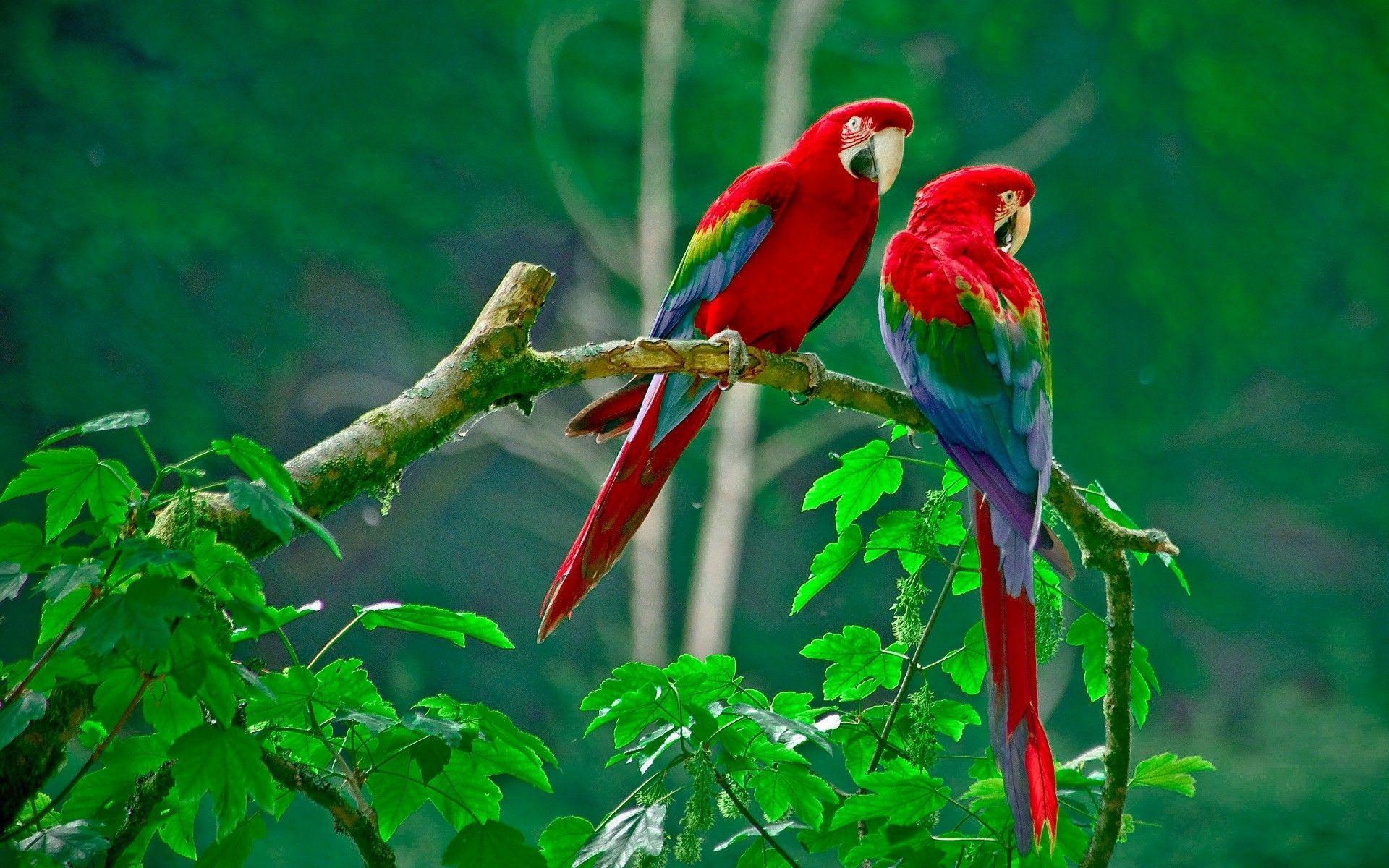 Red Parrot wallpapers high quality