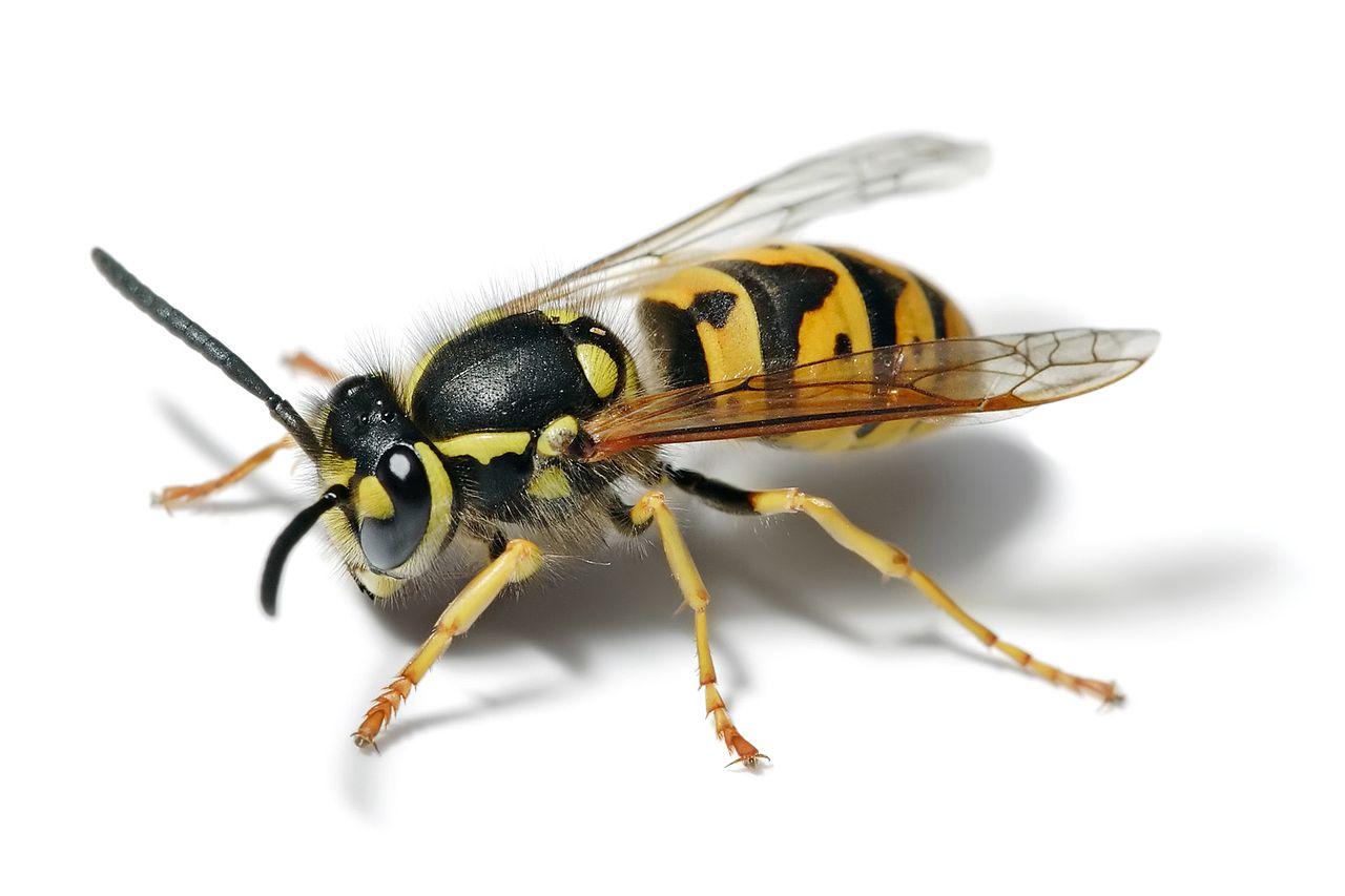 File:European wasp white bg