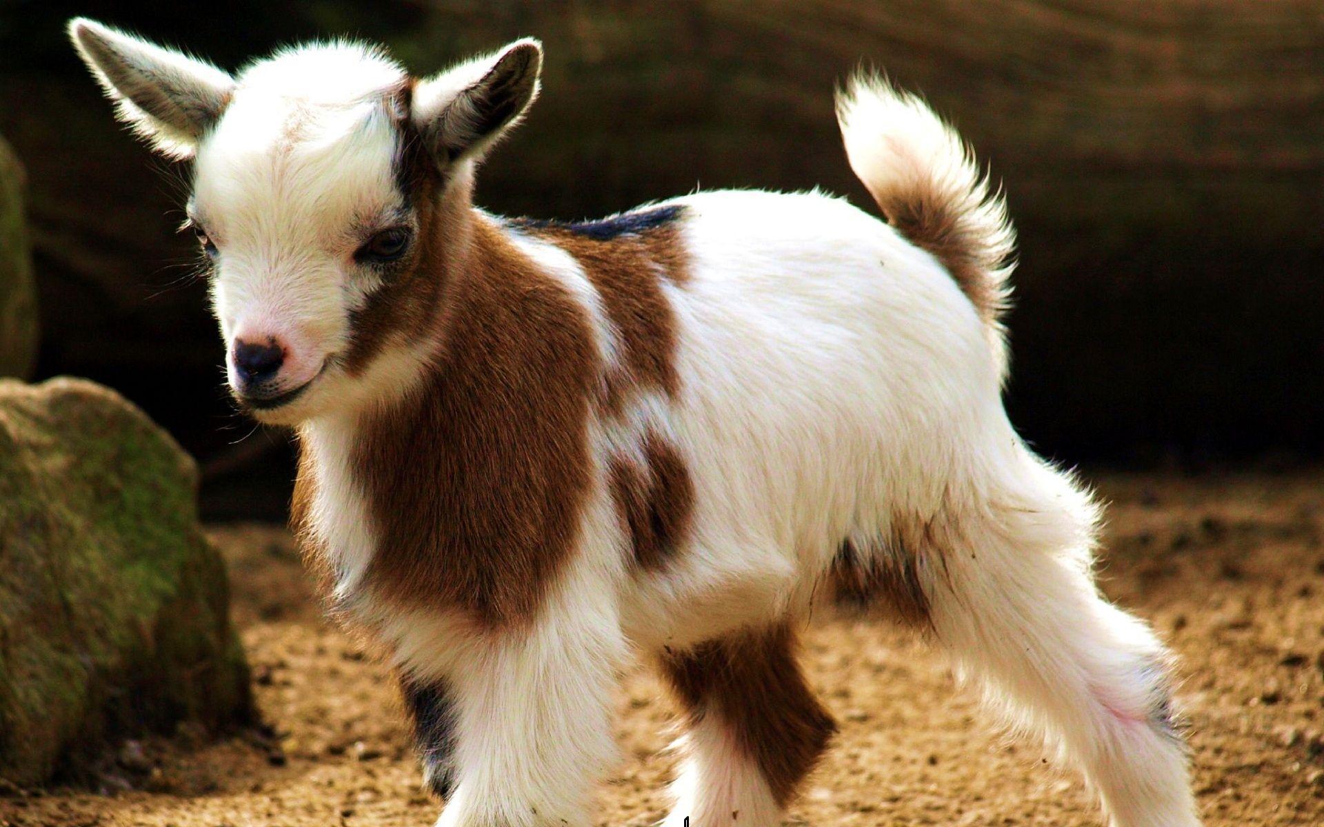 74 Goat HD Wallpapers