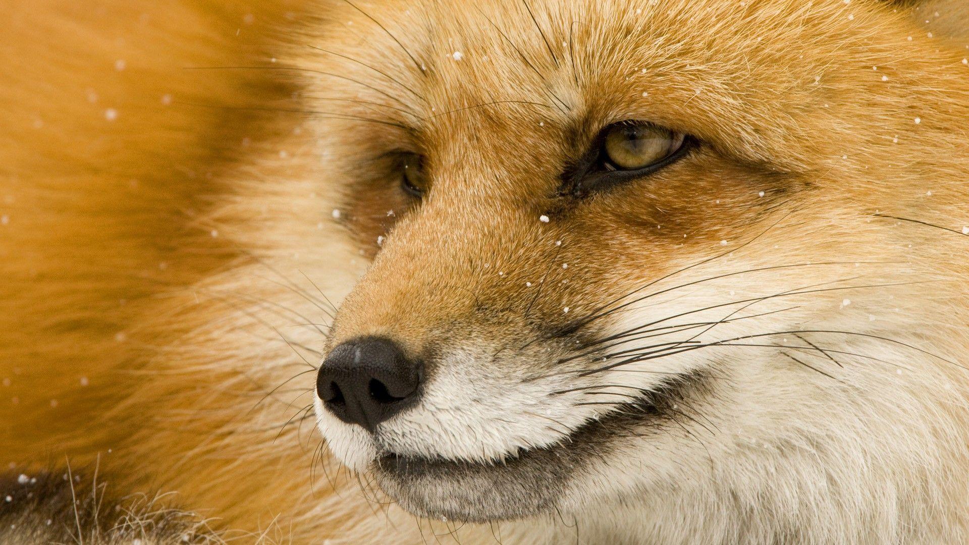 Wallpapers For > Baby Red Fox Wallpapers